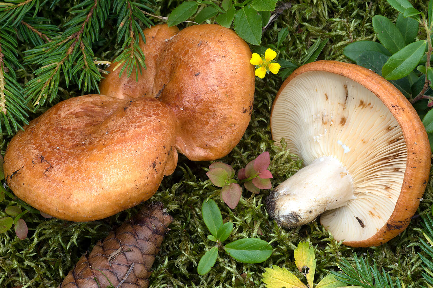 Image of Lactarius zonarioides Kühner & Romagn. 1953