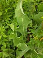 Image of Siberian horseradish