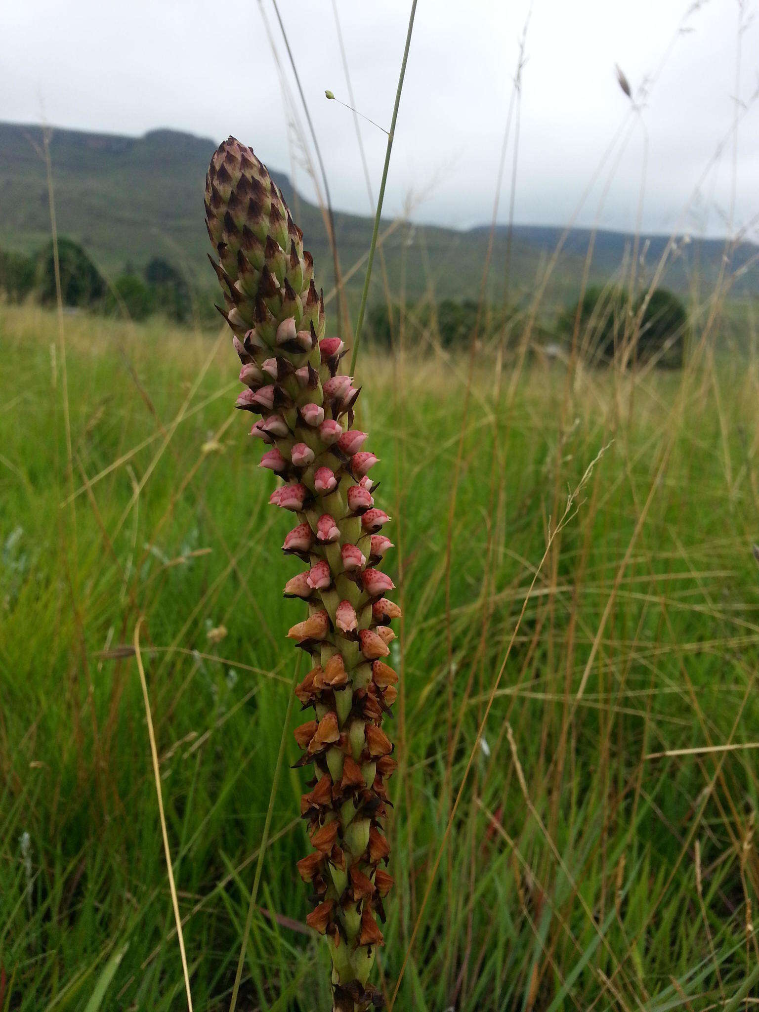 Image of Disa versicolor Rchb. fil.