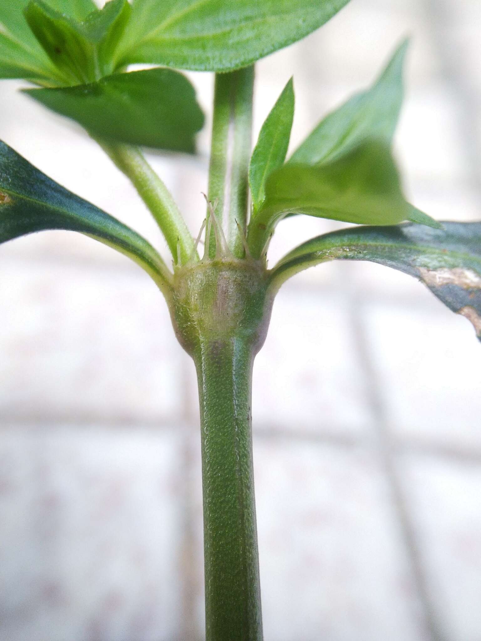 Image of eared starviolet