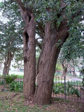 Image of gray ironbark
