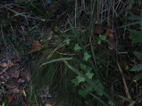 Image of Senecio quinquelobus (Thunb.) DC.