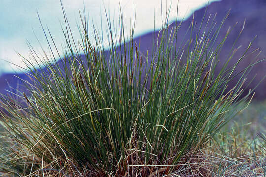 Image of Pacific Bog Sedge