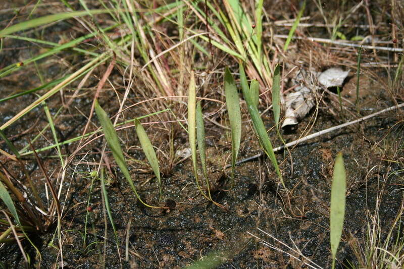 Image of Eriospermum abyssinicum Baker