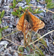 Image of Alaskan Fritillary