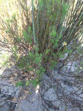 Felicia hyssopifolia (Berg.) Nees resmi