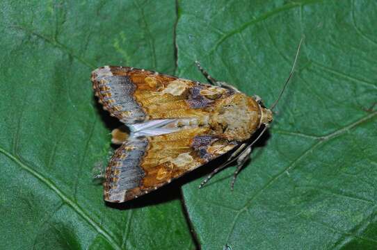 Image of Spodoptera cosmioides Walker 1858