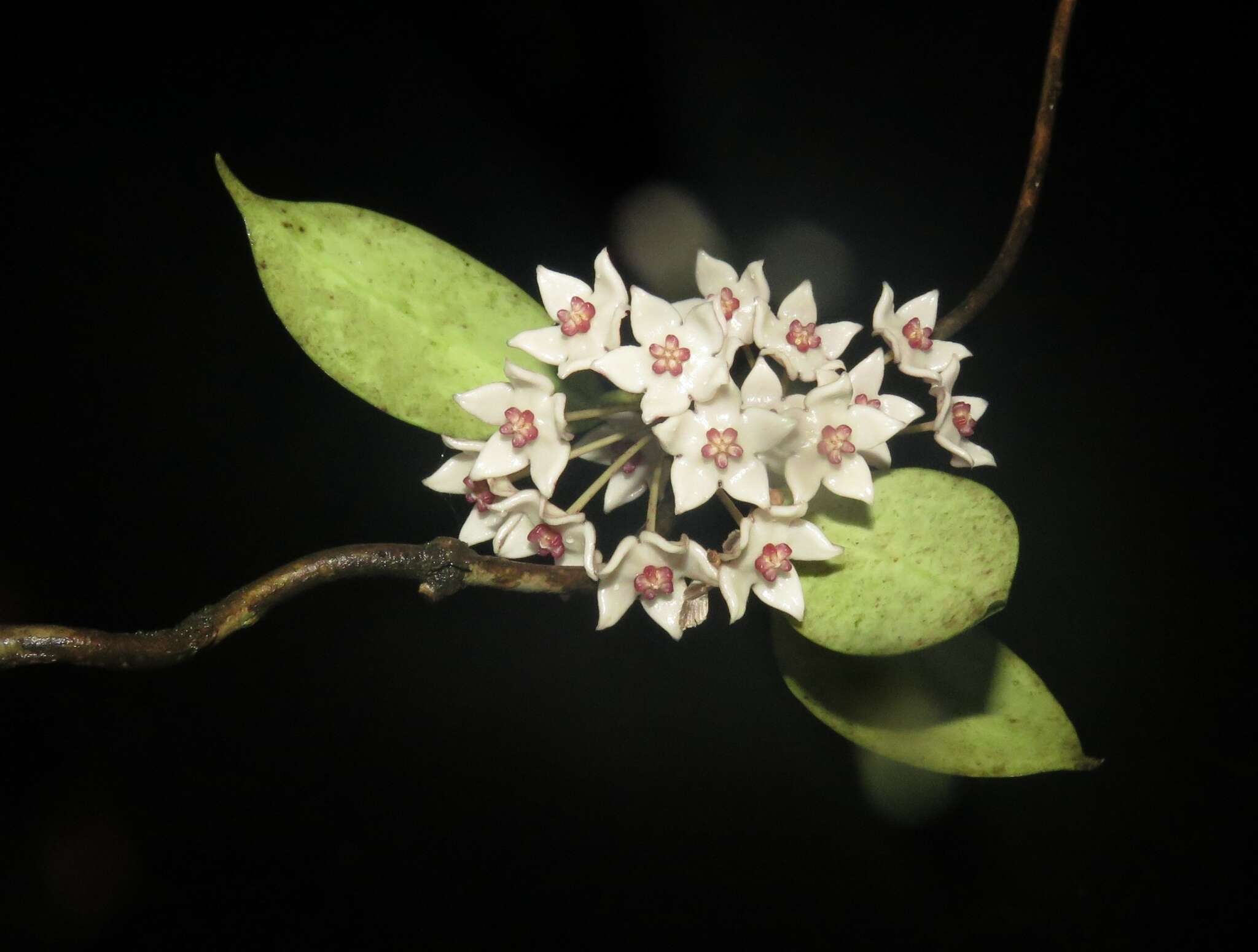 Image of Hoya wightii Hook. fil.