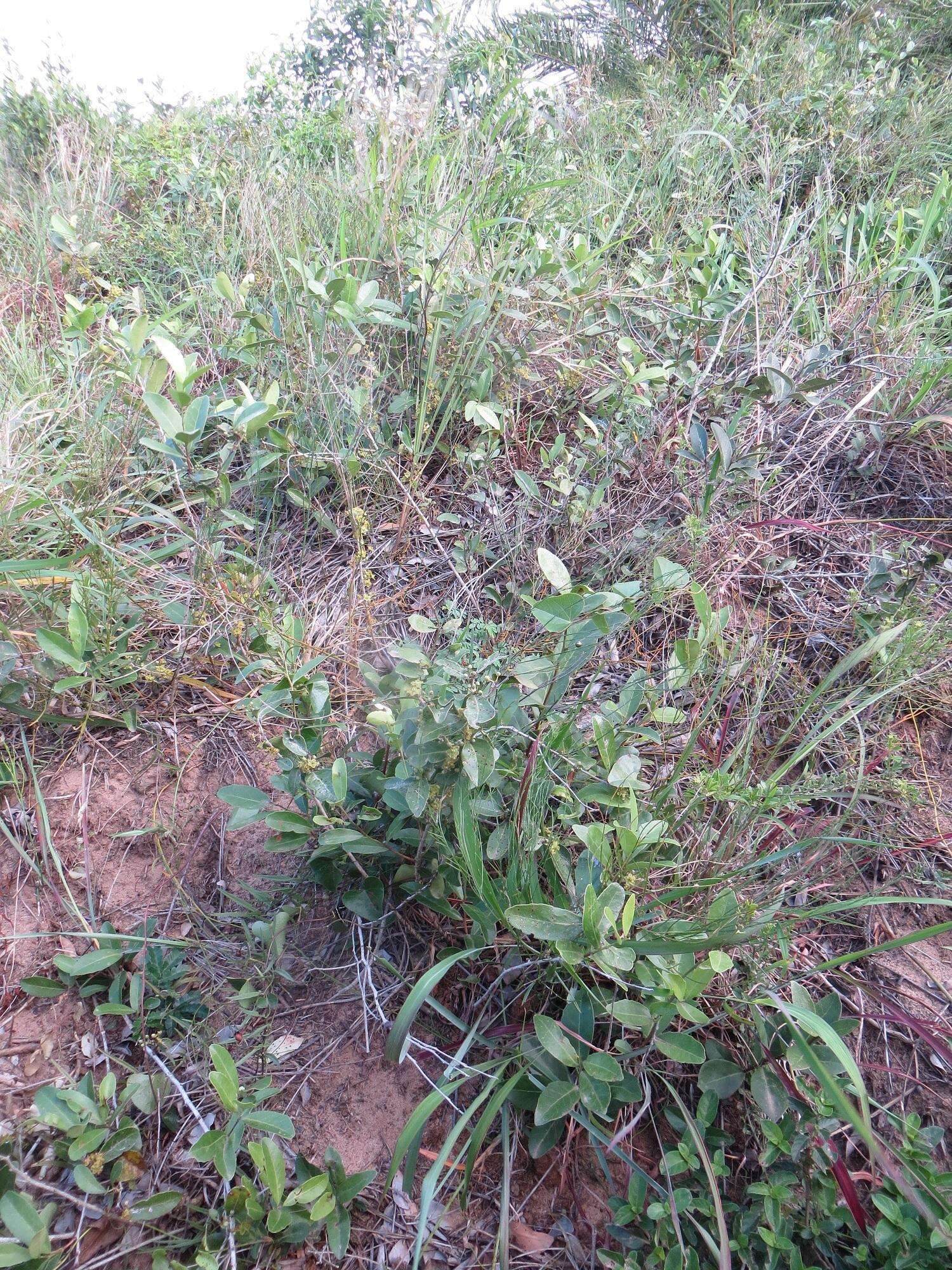 Image of Salacia kraussii (Harv.) Harv.