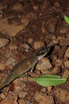 Image of Maroantsetra Chameleon