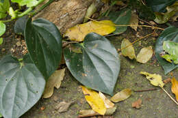 Image of Australian pepper