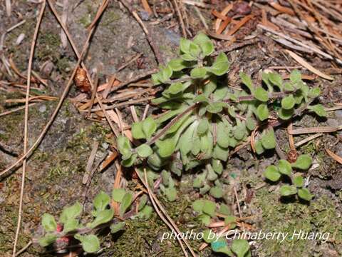 Image of Sedum stellariifolium Franch.