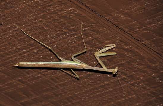 Image of Stagmomantis gracilipes Rehn 1907