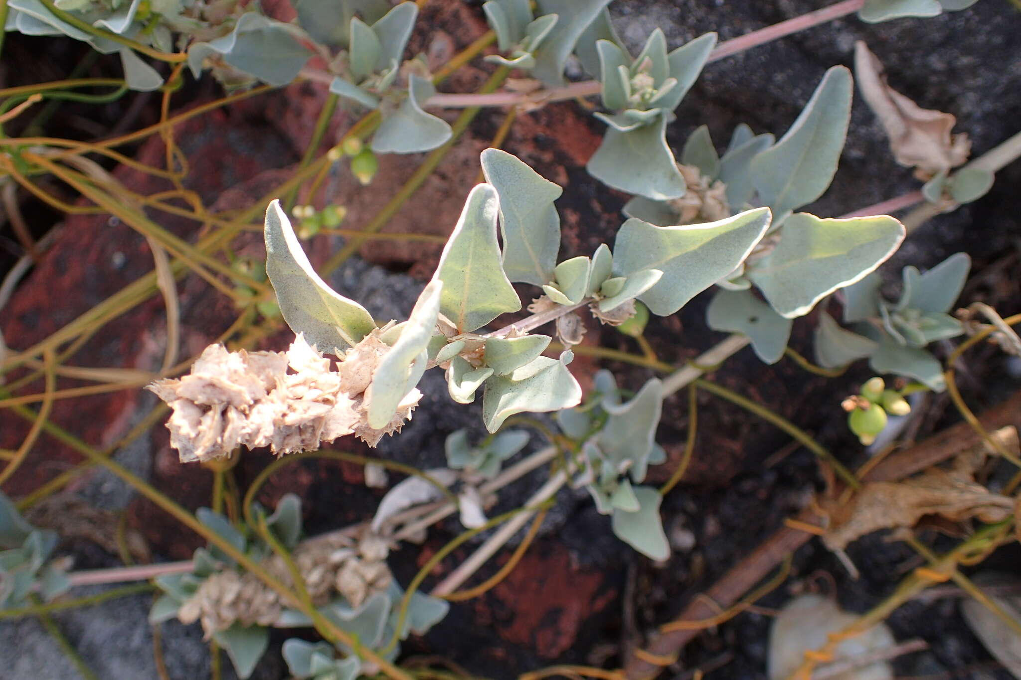 Image of Maximowicz's saltbush