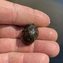 Image of Anthony's River Snail