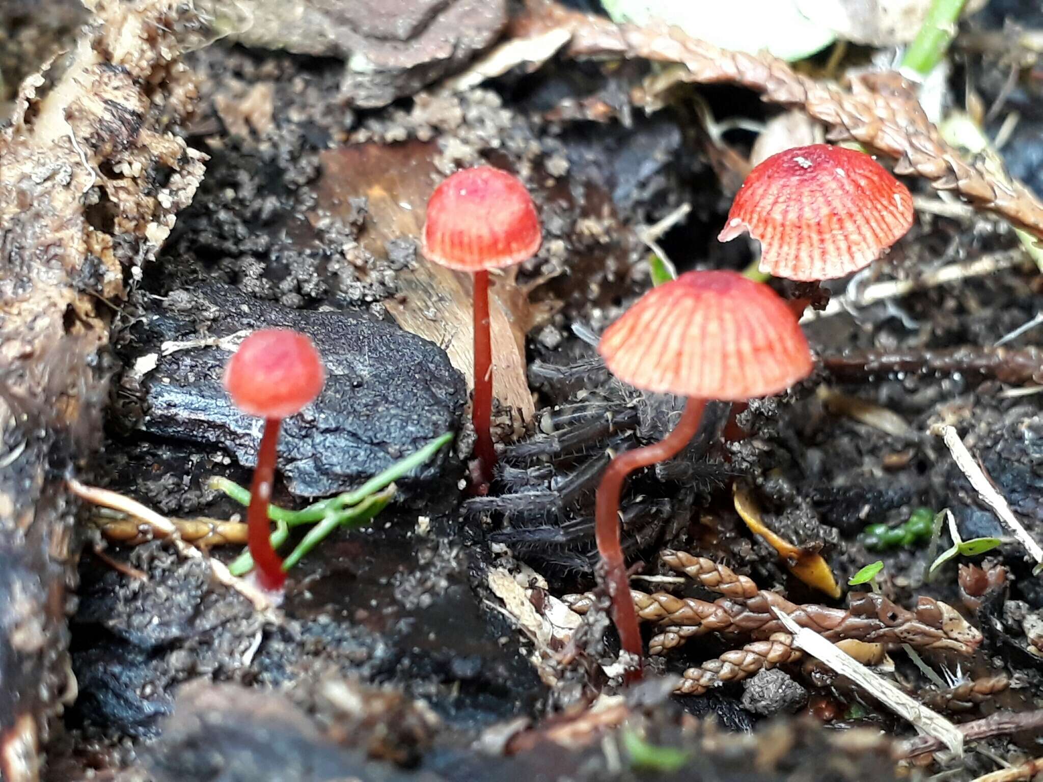 Image of bonnet mushrooms