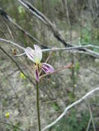 Image of Pelargonium triste (L.) L'Her.