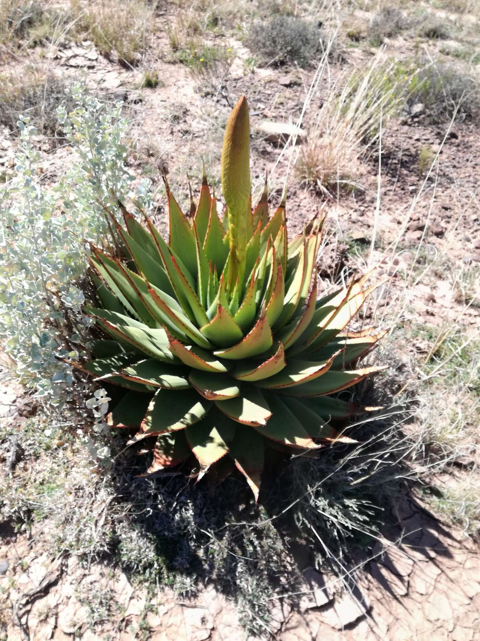 Image of Aloe broomii var. broomii