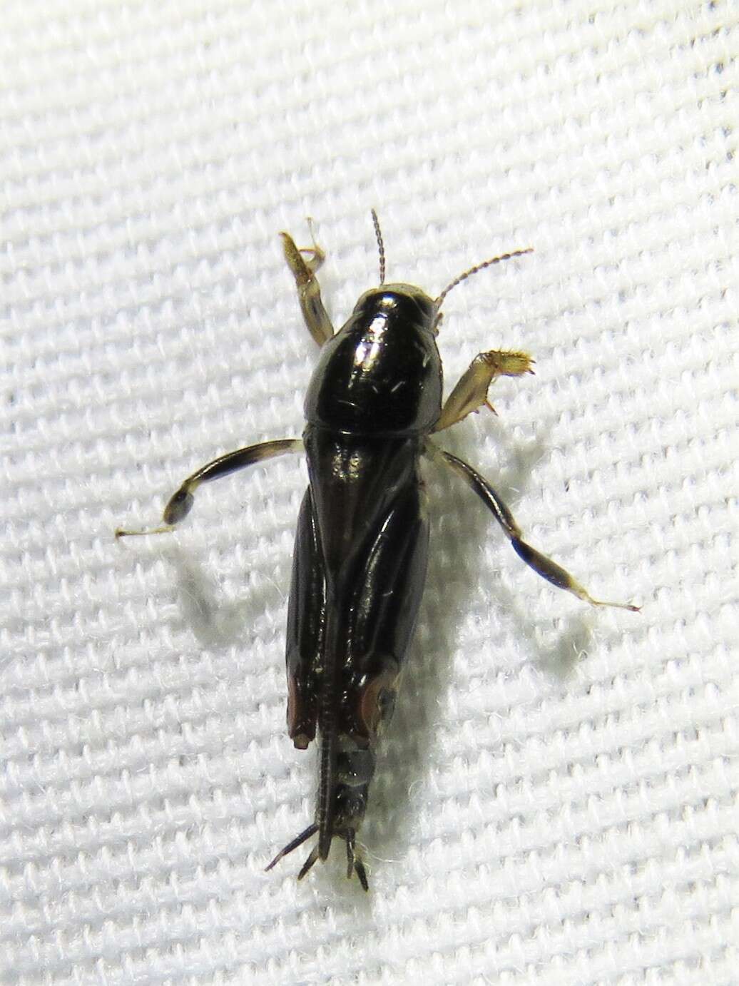 Image of Larger Pygmy Mole Grasshopper
