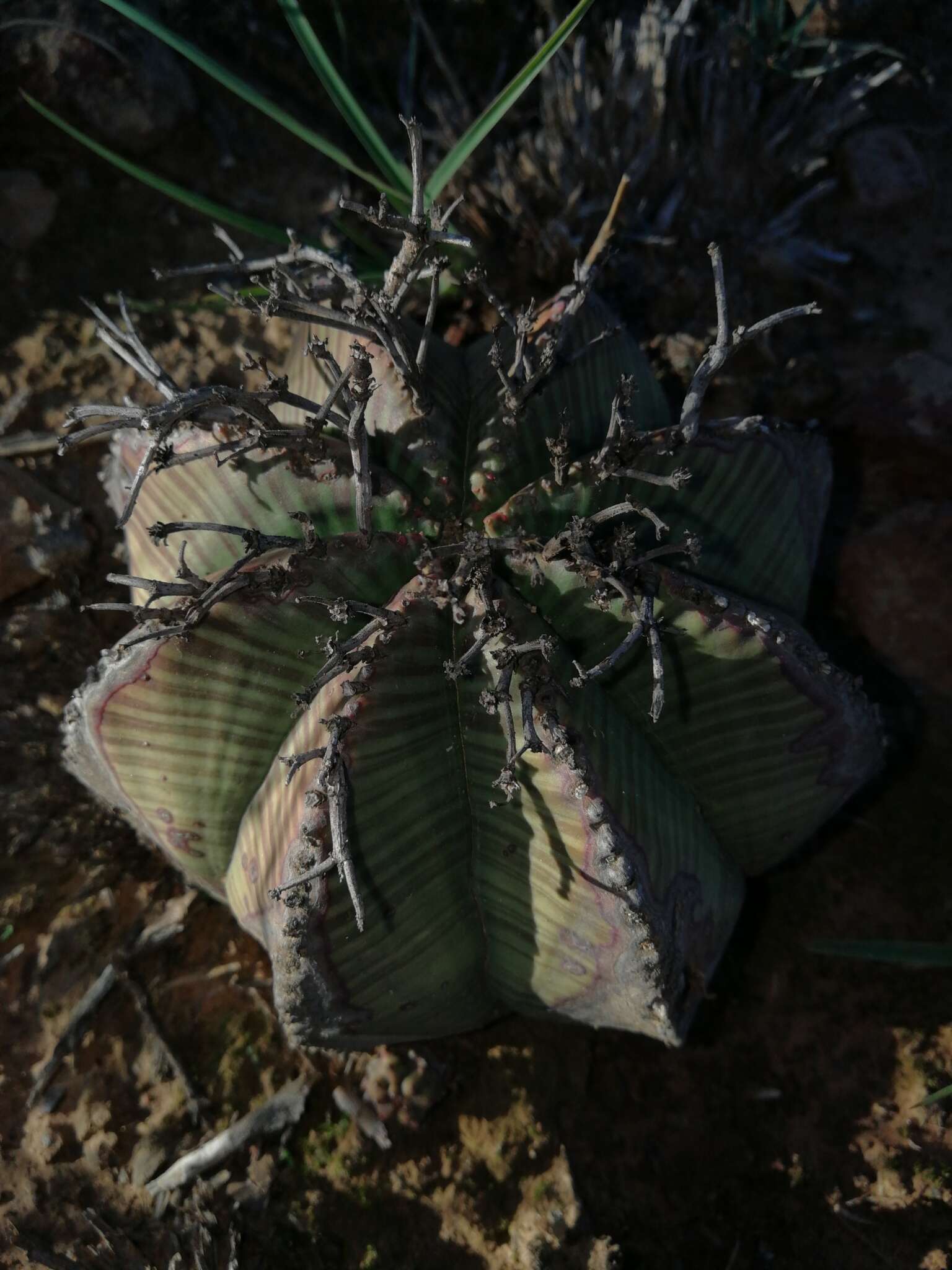 Слика од Euphorbia meloformis Aiton