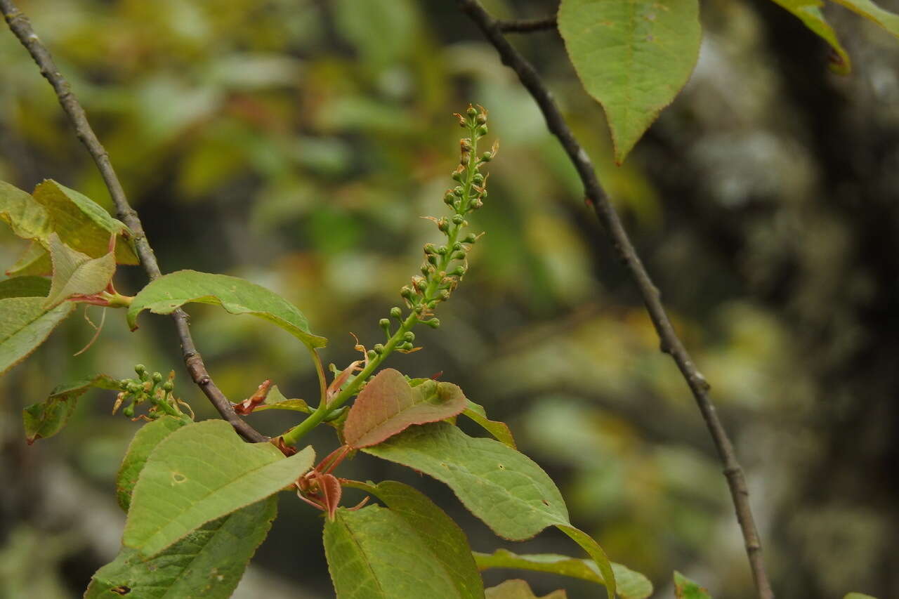 Imagem de Prunus obtusata Koehne