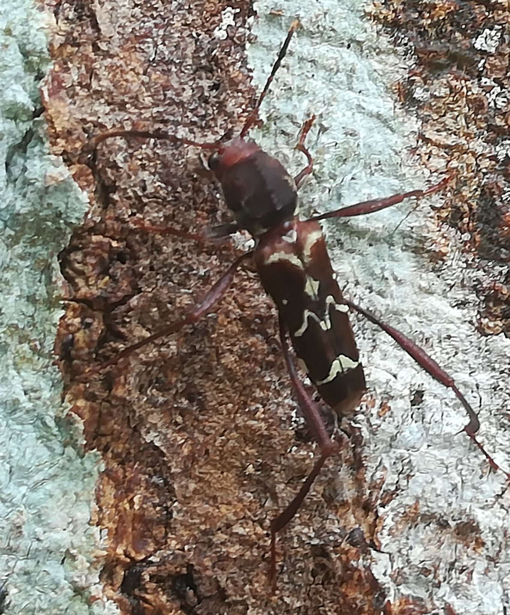 Image of Neoclytus cacicus (Chevrolat 1860)