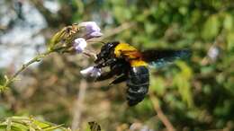 Imagem de Xylocopa calens Lepeletier 1841