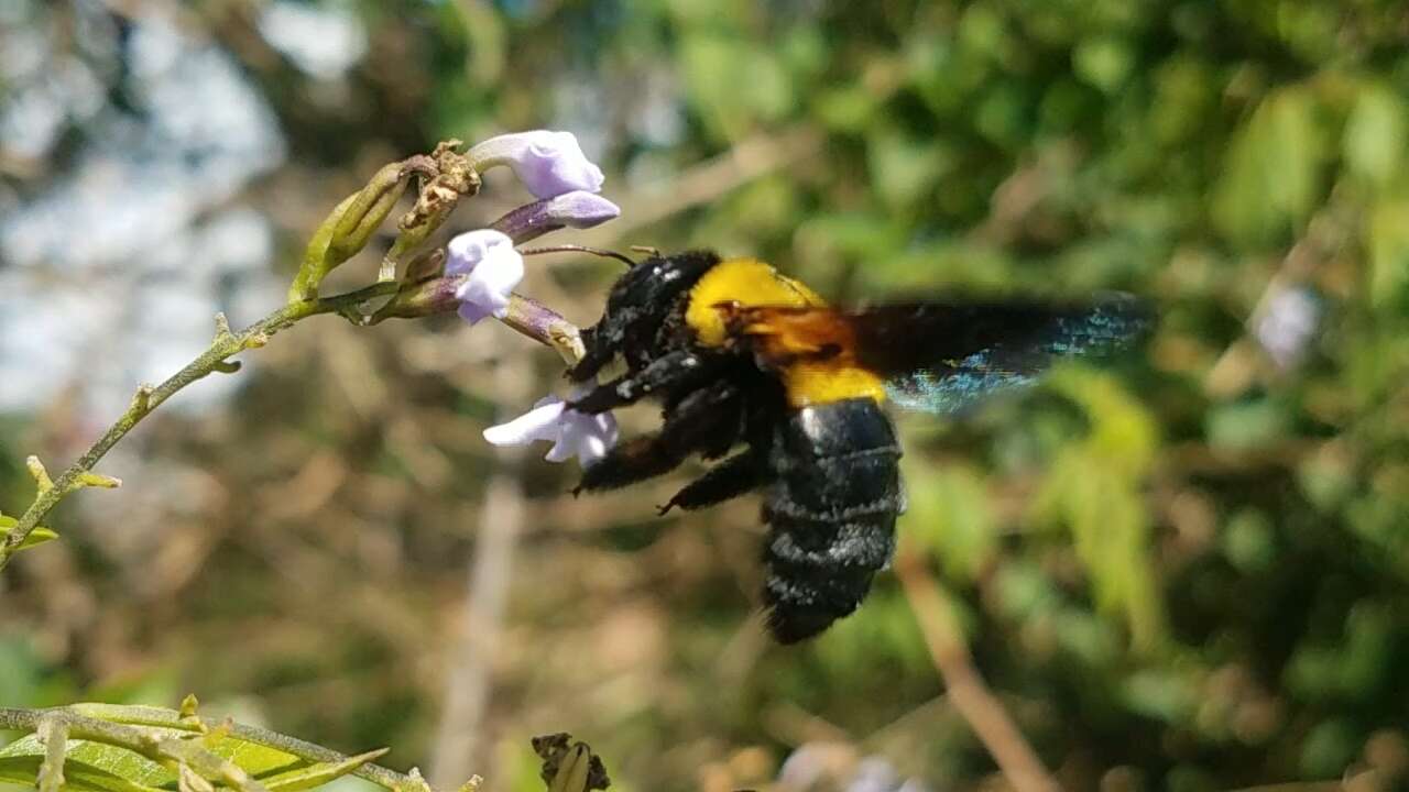 Imagem de Xylocopa calens Lepeletier 1841