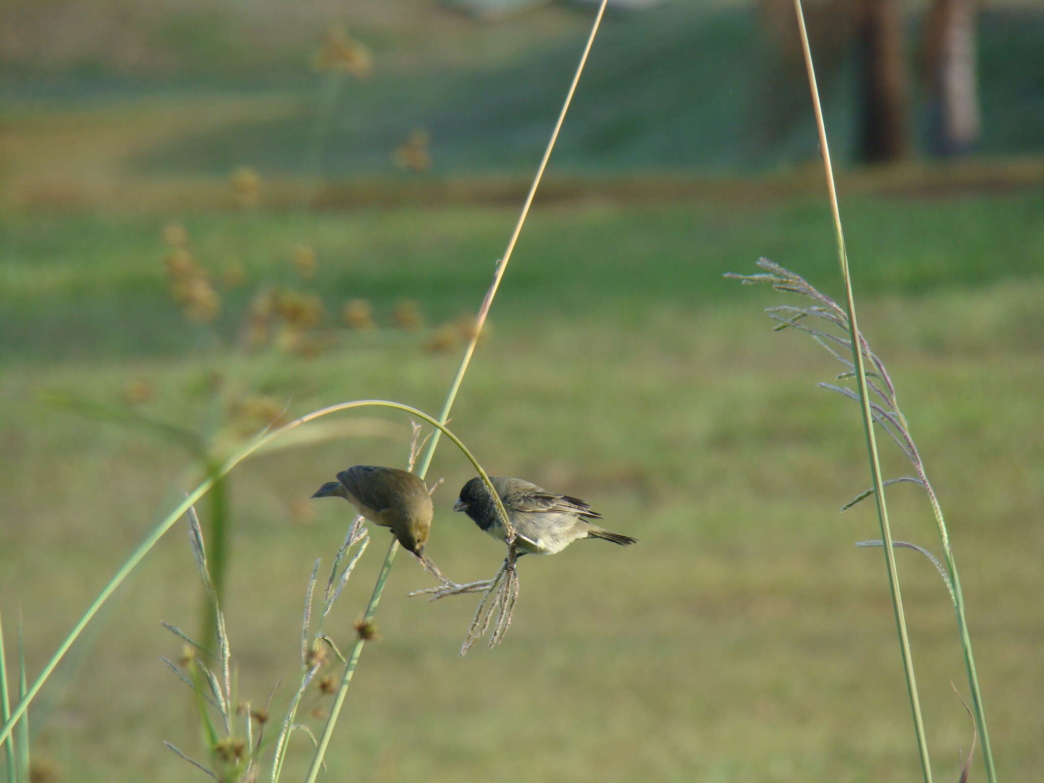 Image of Dubois's Seedeater