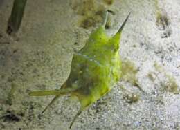 Image of Longhorn cowfish