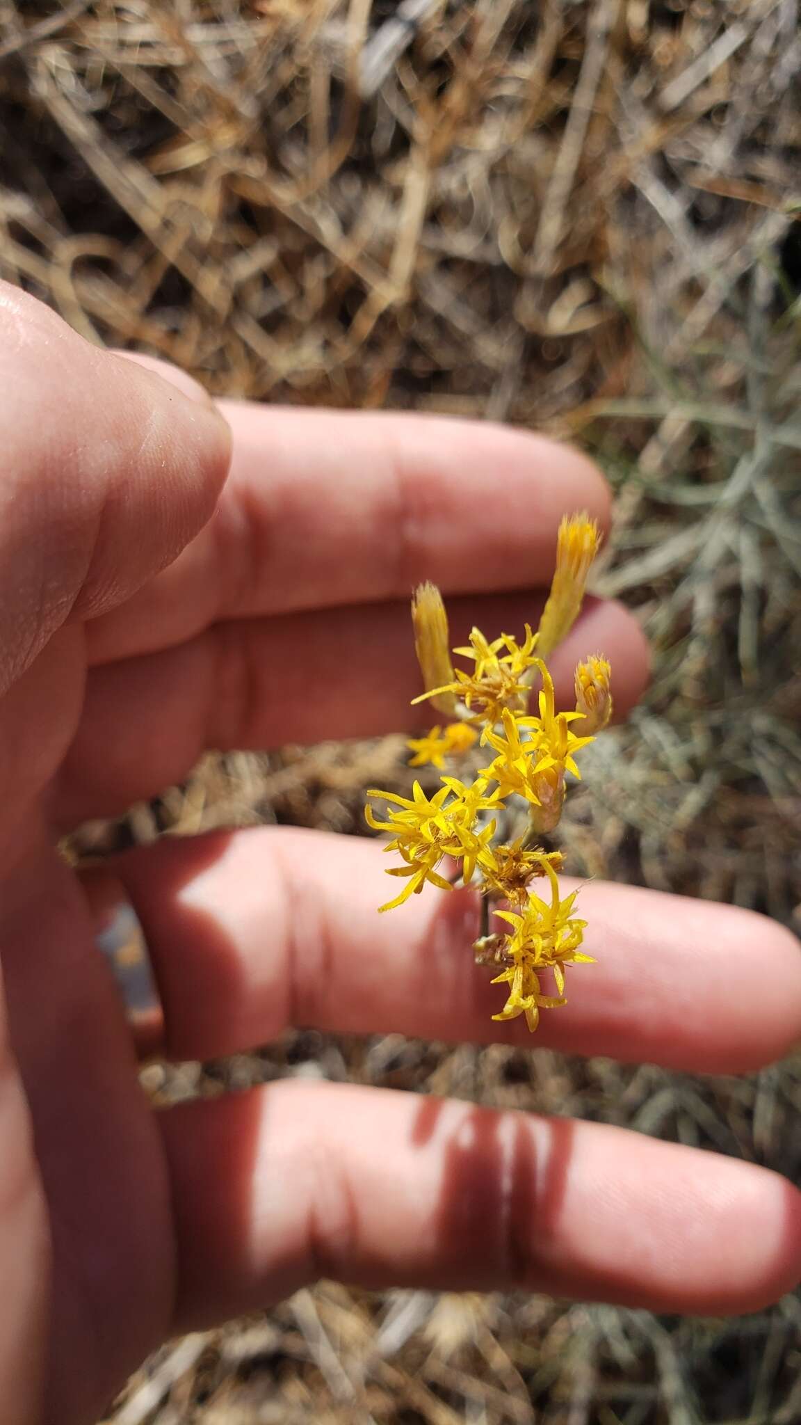 Image of Ericameria nauseosa var. speciosa (Nutt.) G. L. Nesom & G. I. Baird