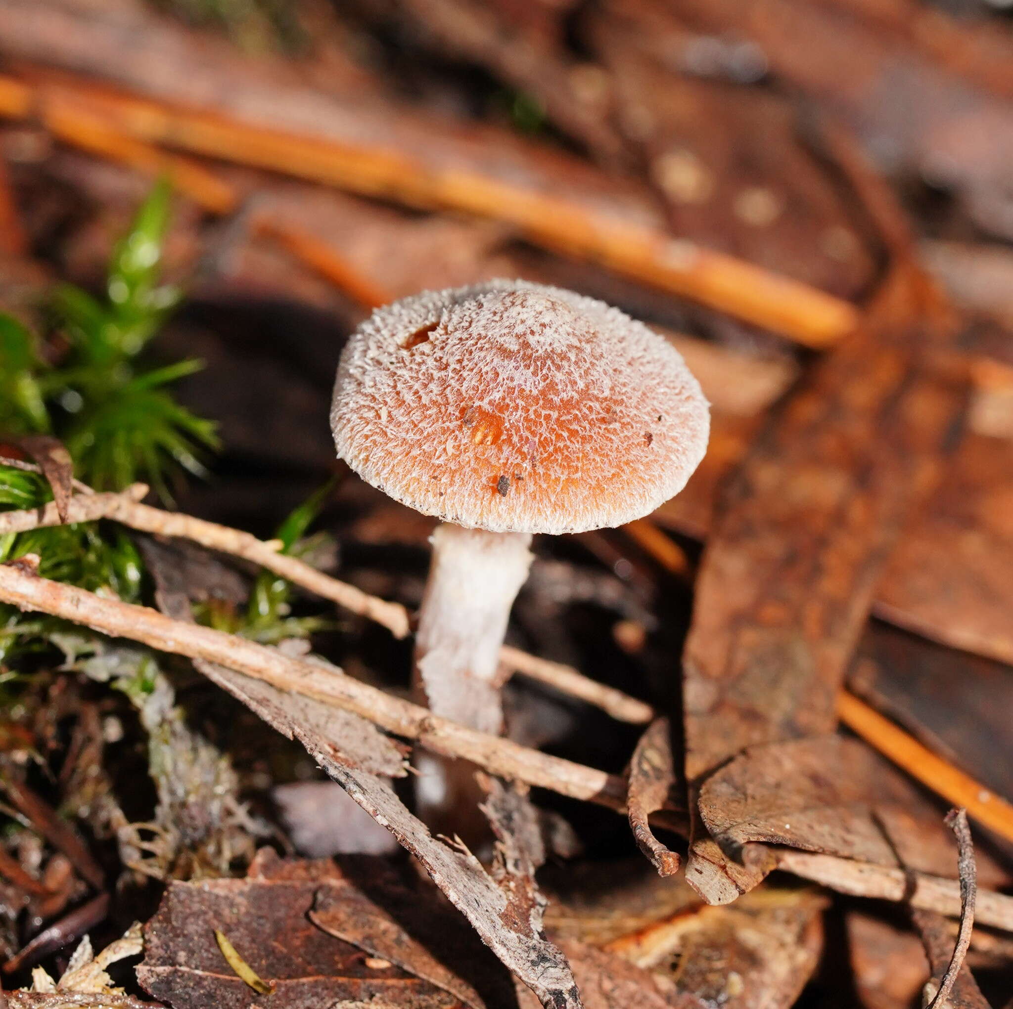 Imagem de Inocybe austrofibrillosa Grgur. 2002