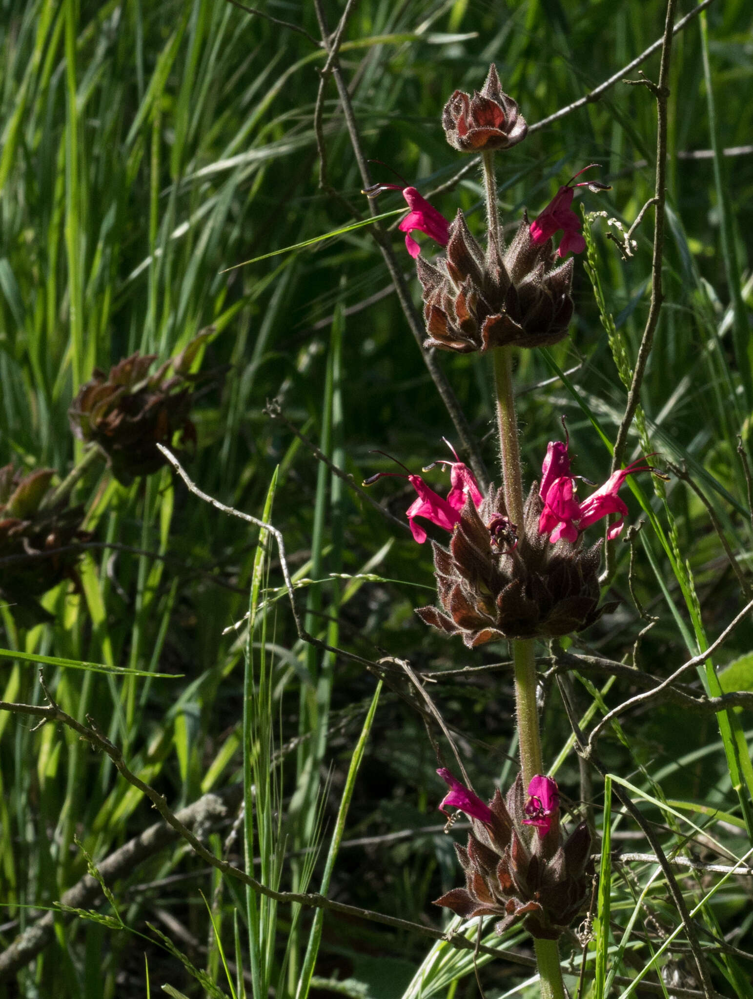 Salvia spathacea Greene resmi