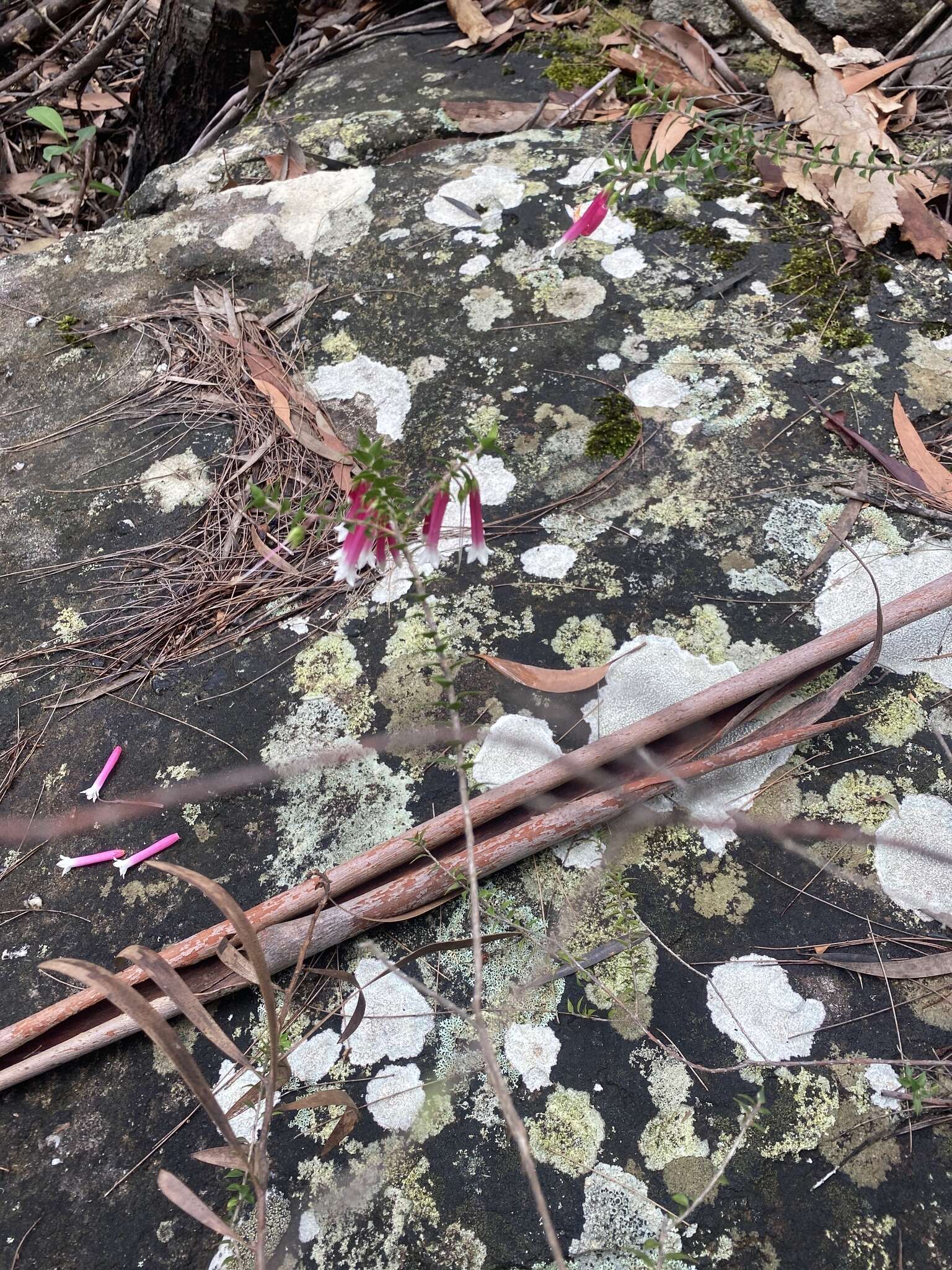 Image of Epacris longiflora Cav.