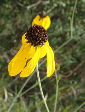 Image of Mohr's Coneflower