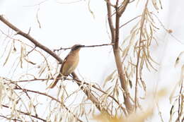 Image of Eversmann's Redstart