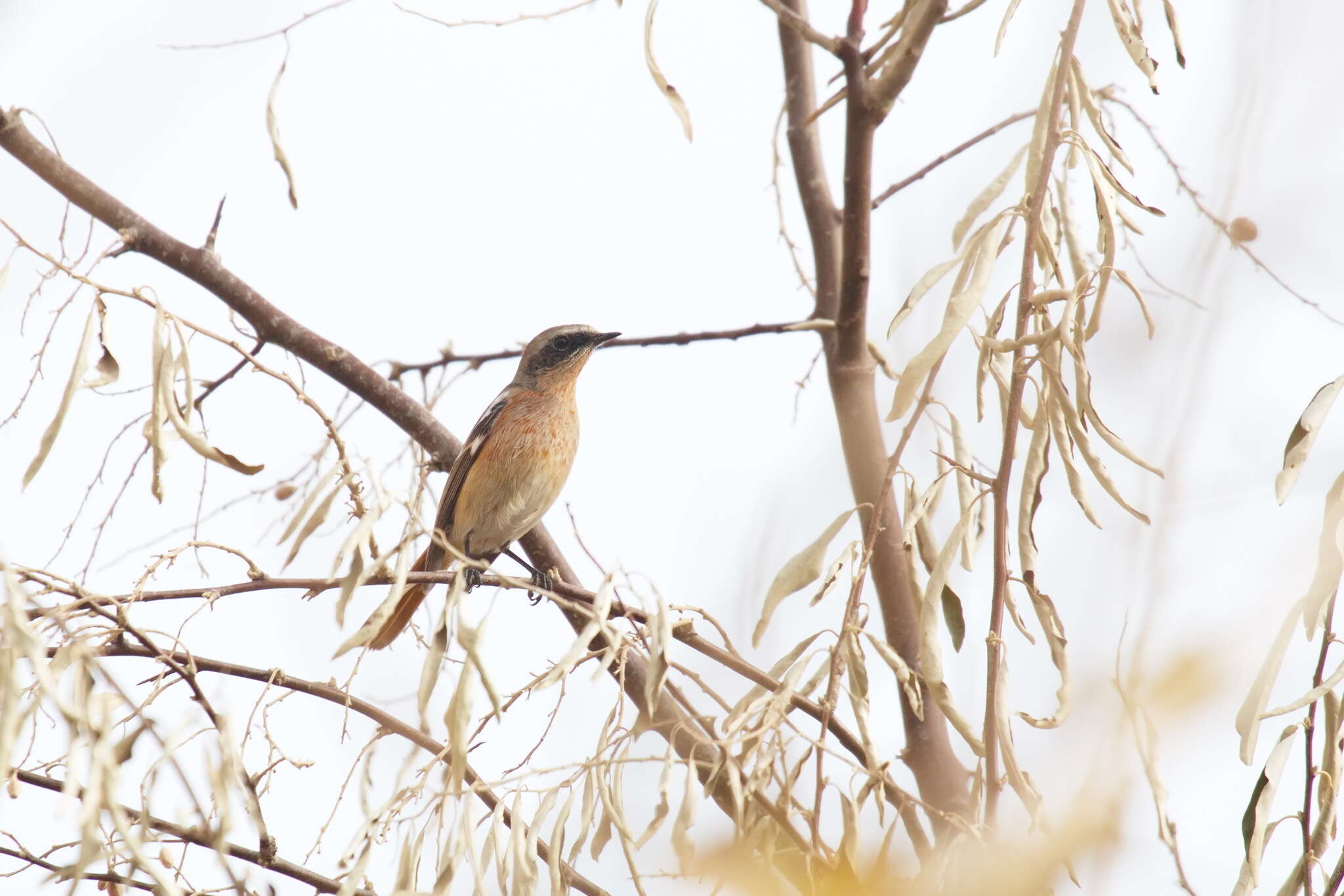 Image of Eversmann's Redstart