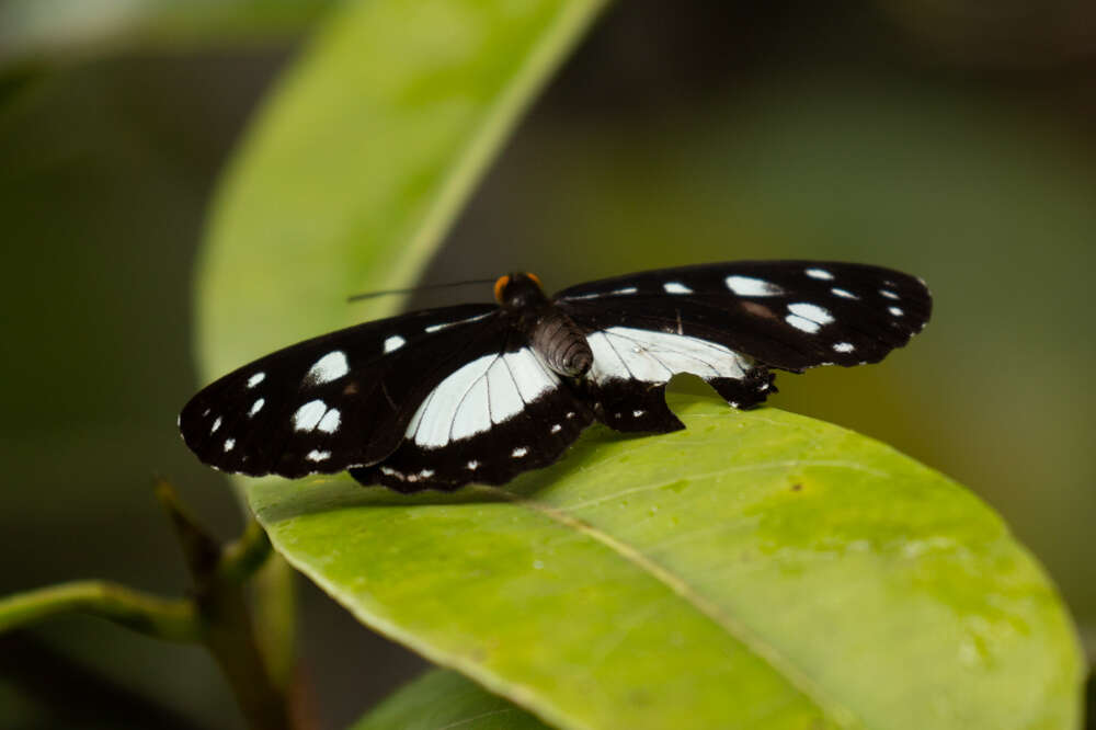 Imagem de Neptis praslini Boisduval 1832