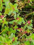 Image of Rotala malampuzhensis R. V. Nair ex C. D. K. Cook