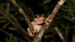 Image of Litoria watsoni