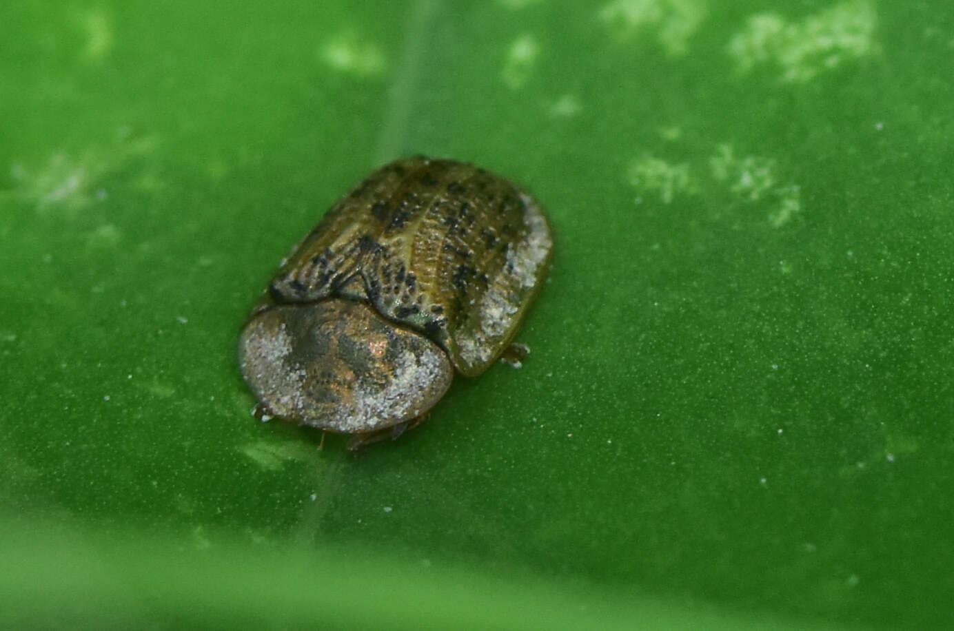 Image de Cassida (Cassida) nebulosa Linnaeus 1758