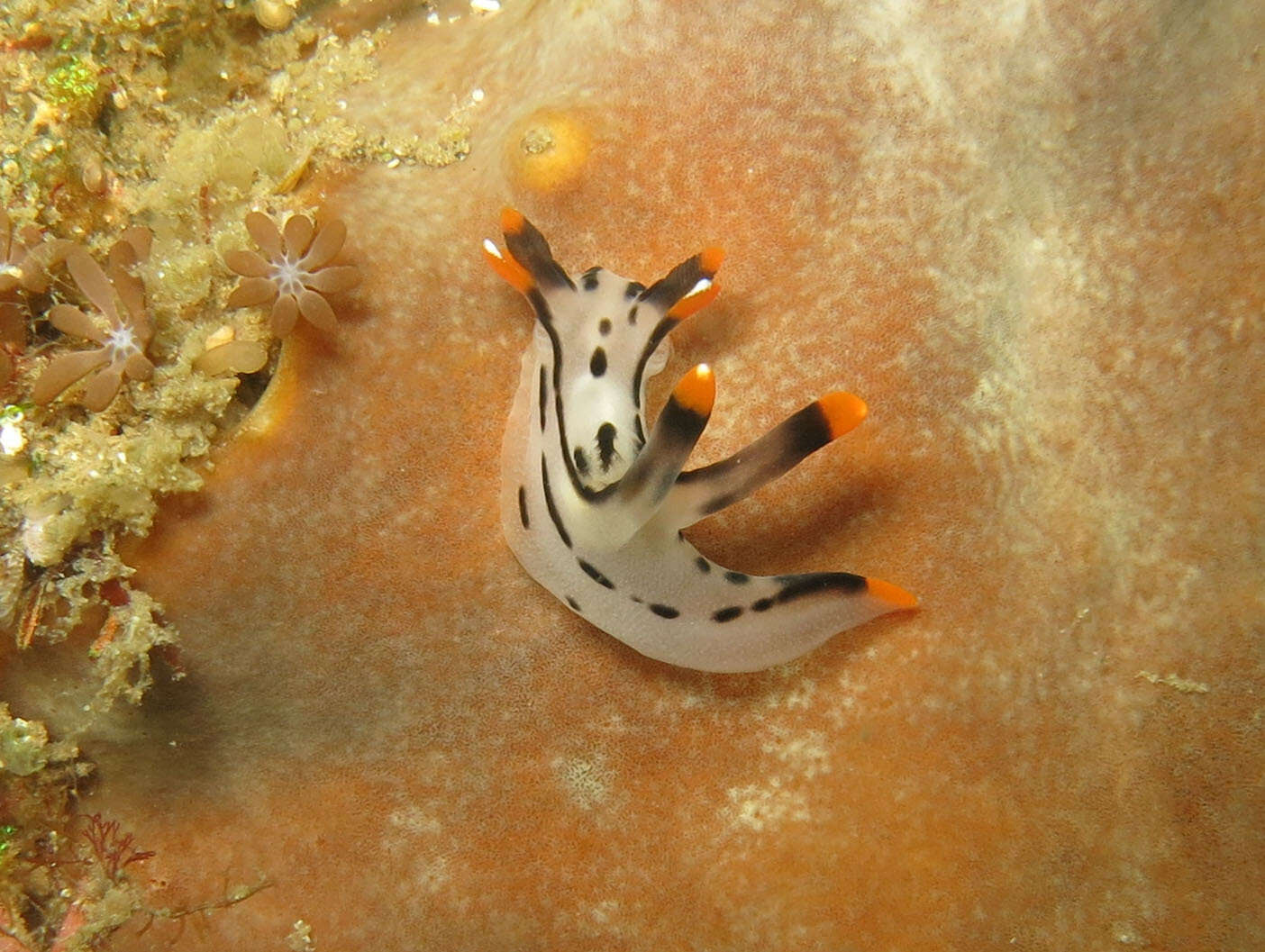 Image of Orange tip black line grey slug