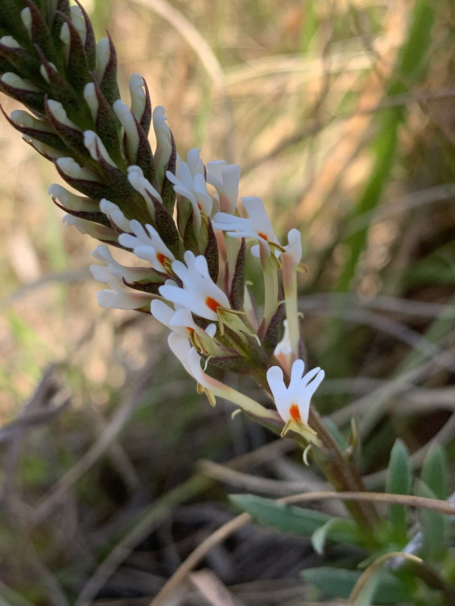 Sivun Hebenstretia comosa Hochst. kuva