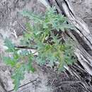 Image of cutleaf nightshade