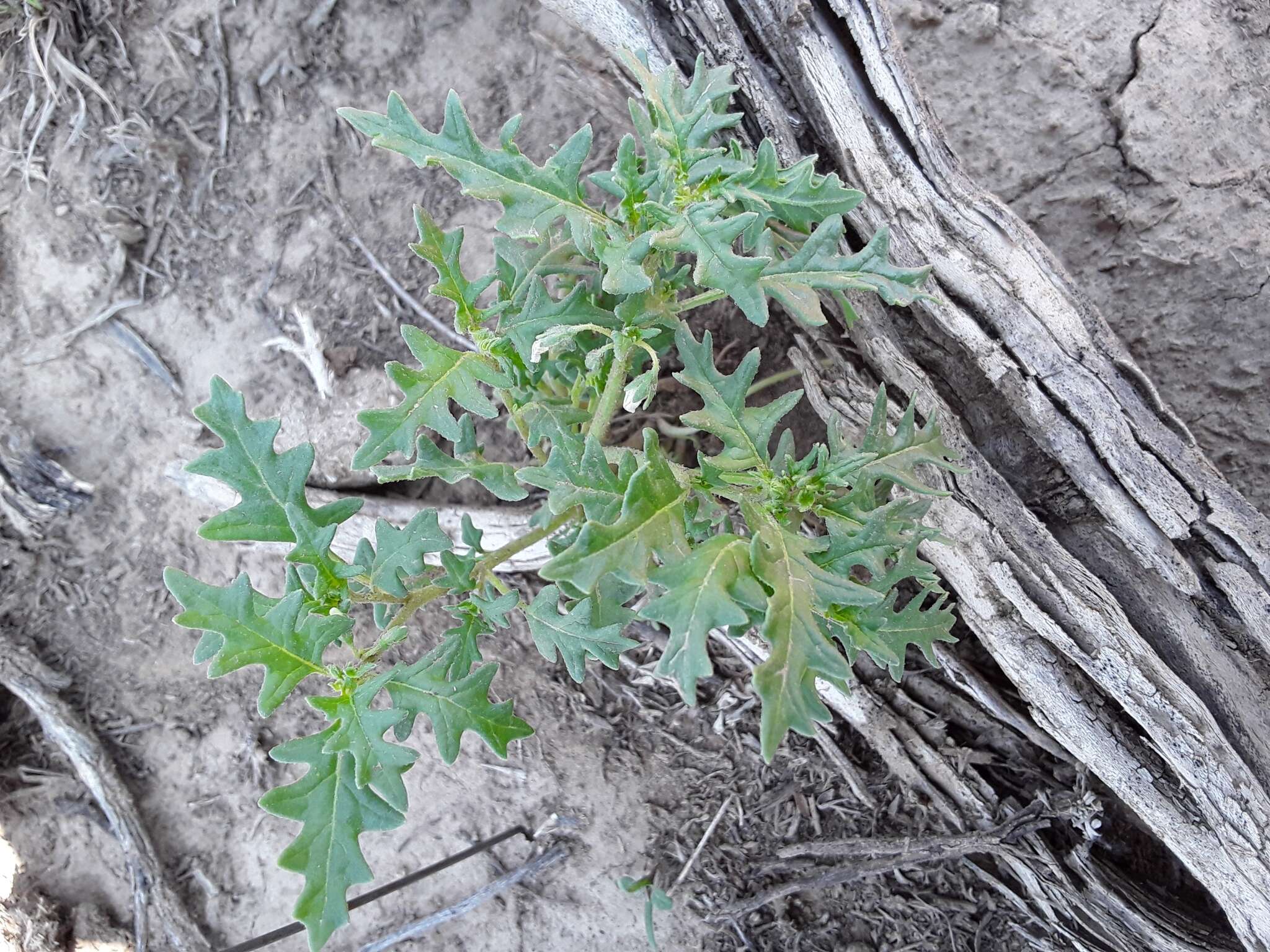 Image of cutleaf nightshade