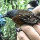 Image of Spot-winged Antbird