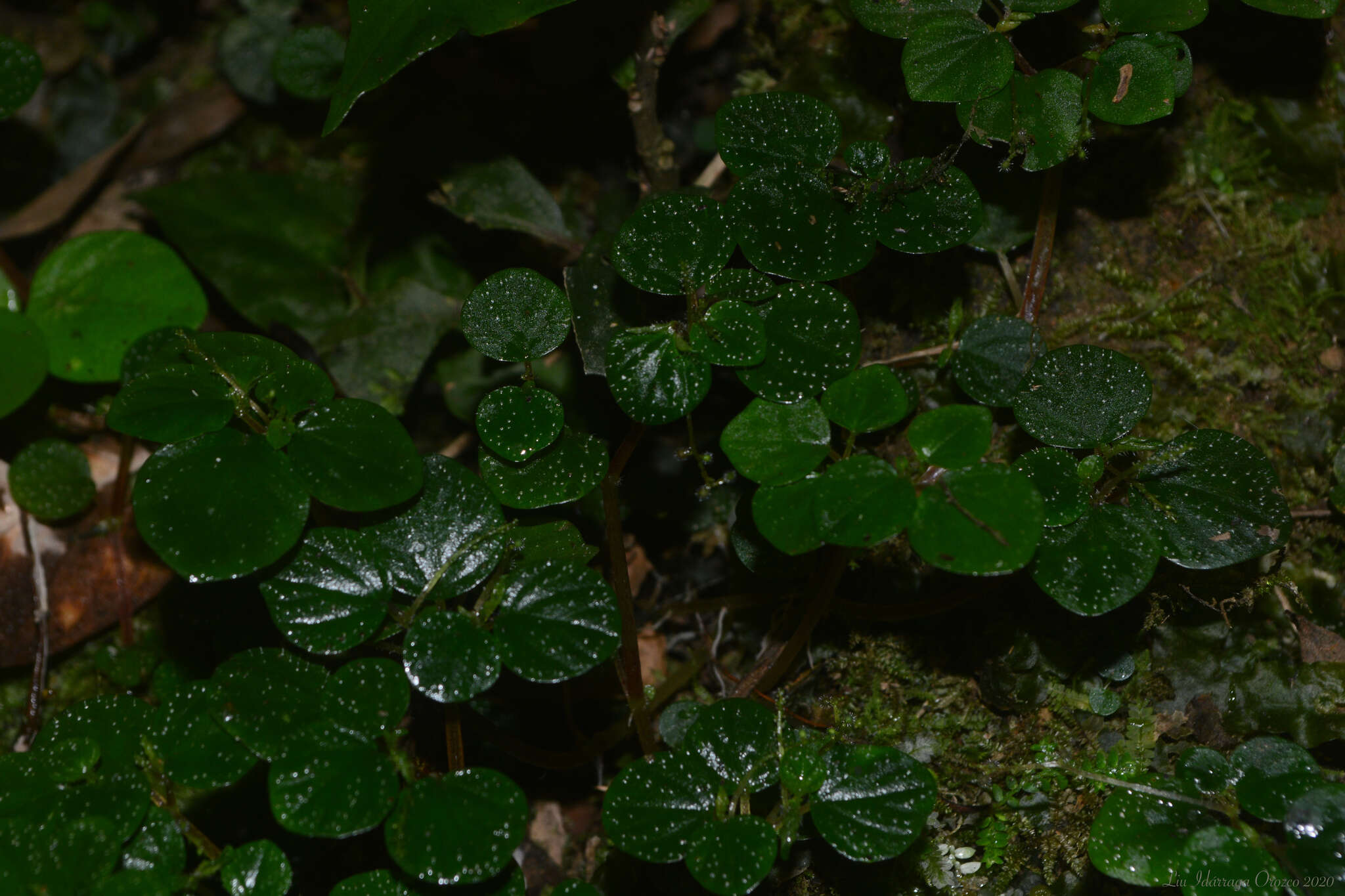 صورة Peperomia hispidula (Sw.) A. Dietr.