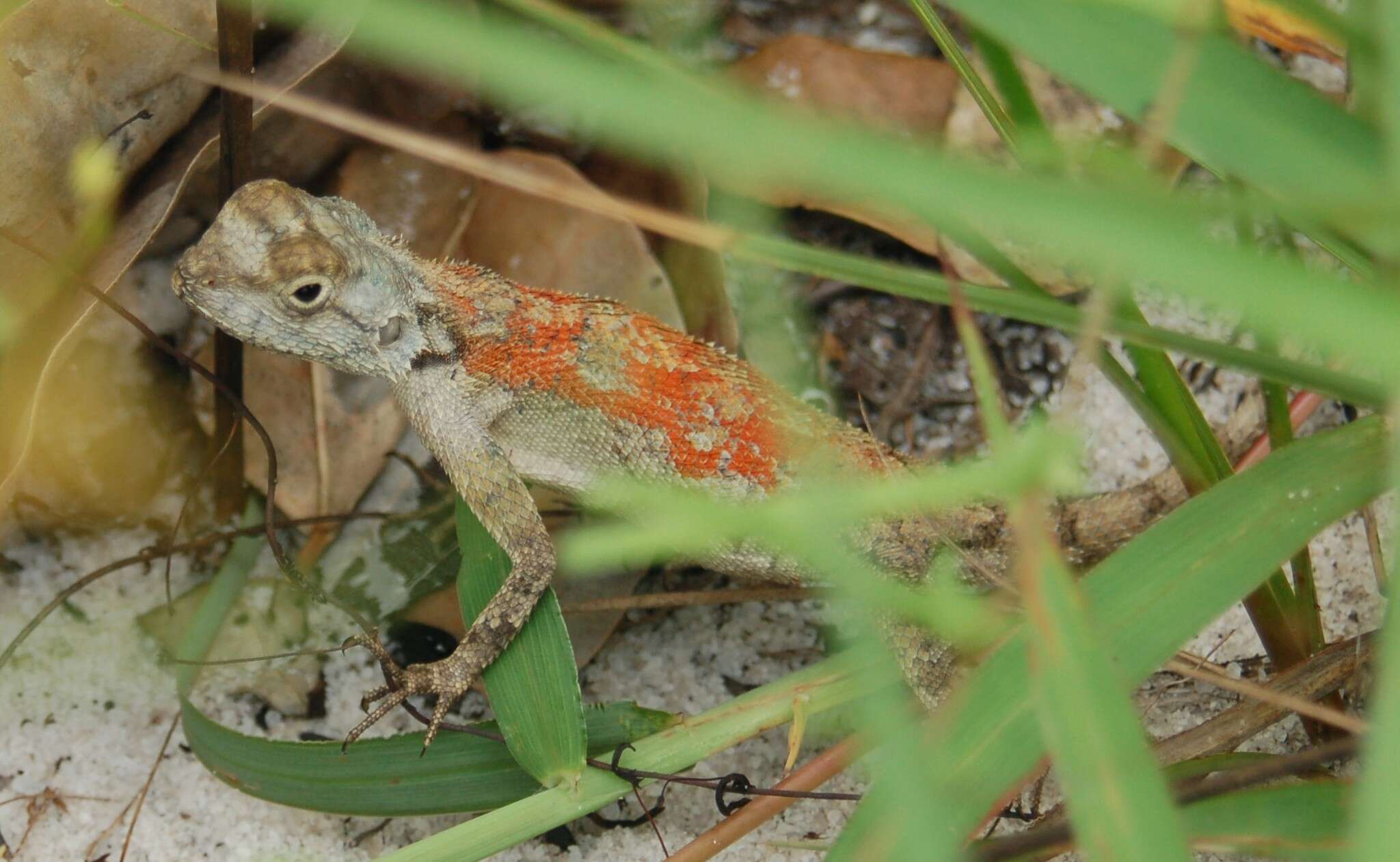 Image of Mozambique Agama