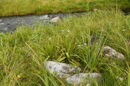 Image of Alaska Plantain