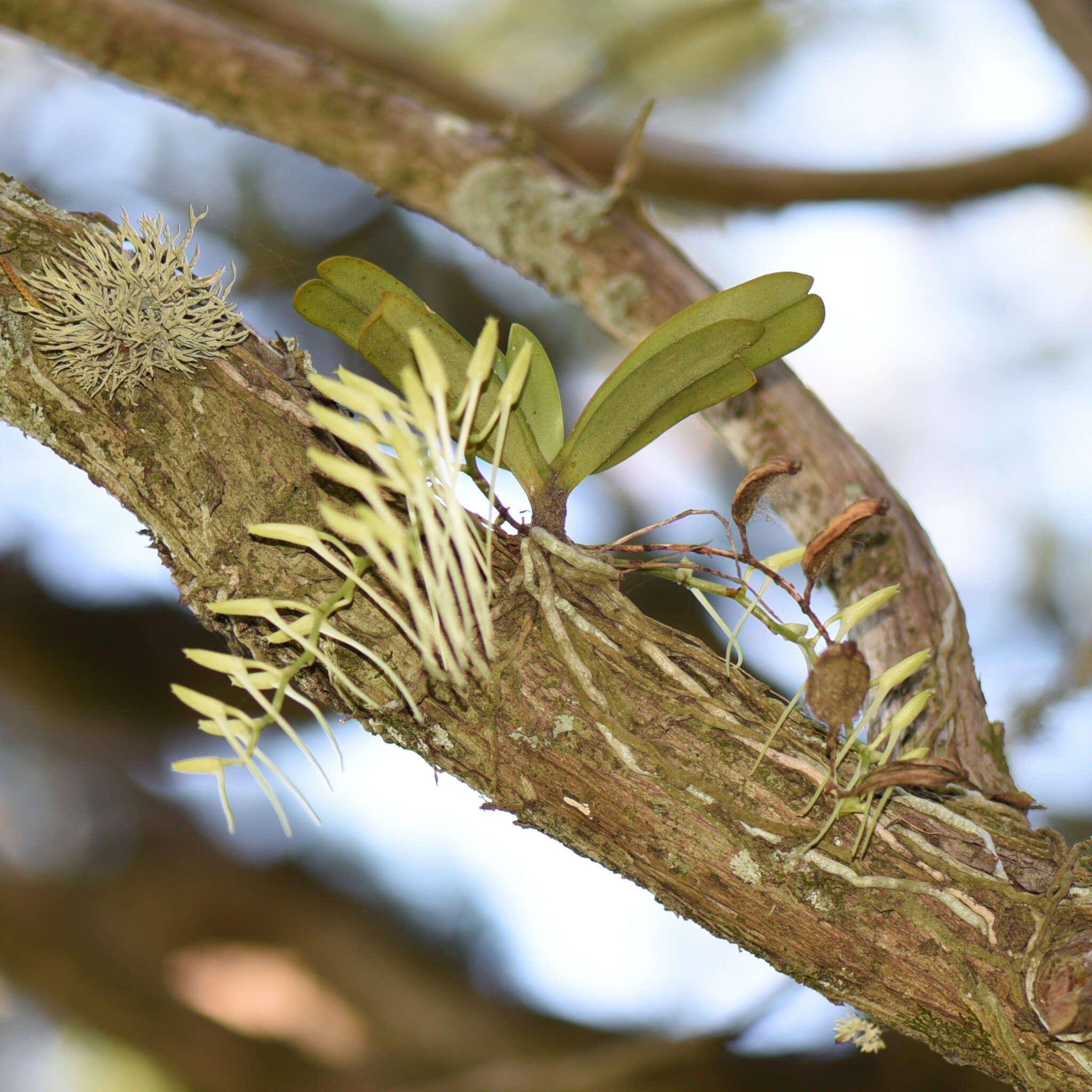 Image of Mystacidium capense (L. fil.) Schltr.